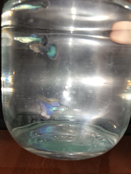 japan blue tail guppy малёки
Narxi kelishiladi optom