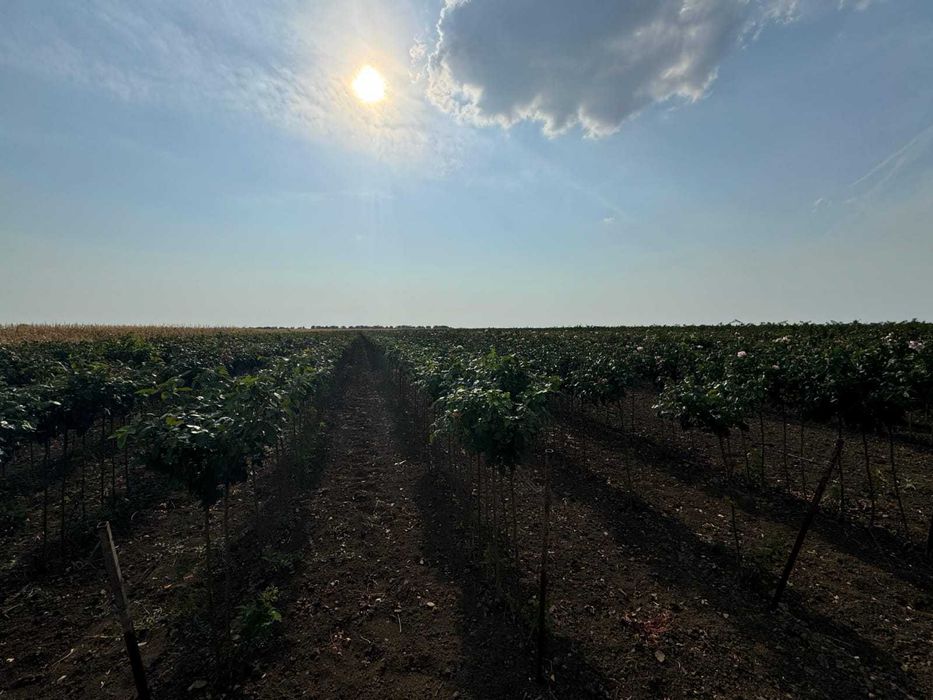 Trandafiri, plante ornamentale și fructiferi – Vânzare și plantare!