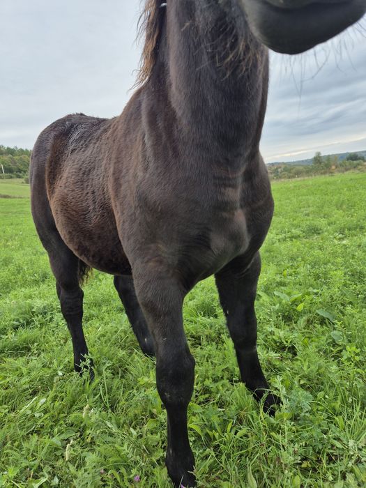 Vând manz negru de 6 luni