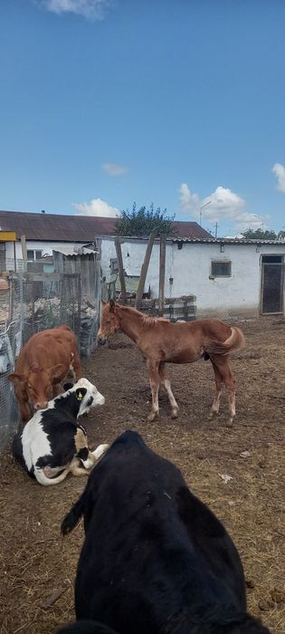 Продам жеребчика