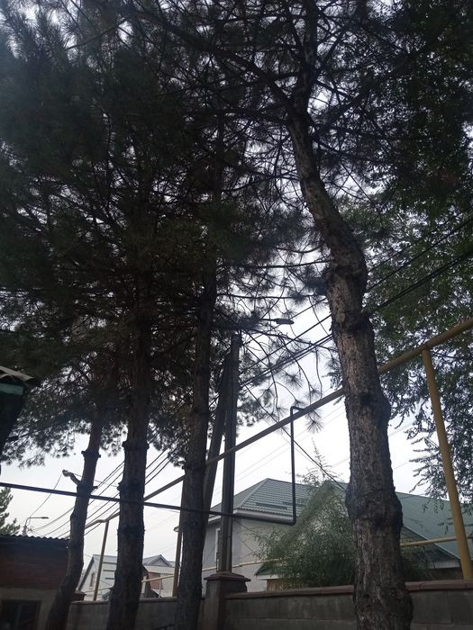 Продам дерево ореха и крымские сосны