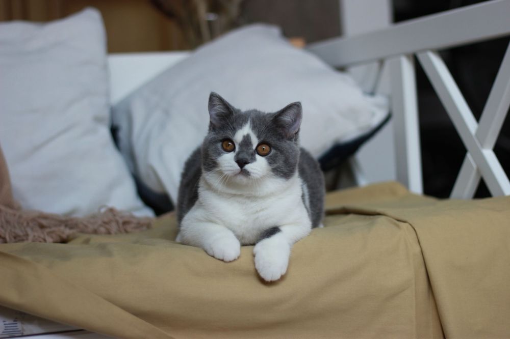 Британские короткошерстные котята