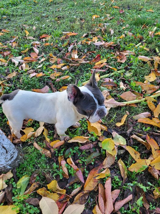 Френски булдог b/ue tan merle