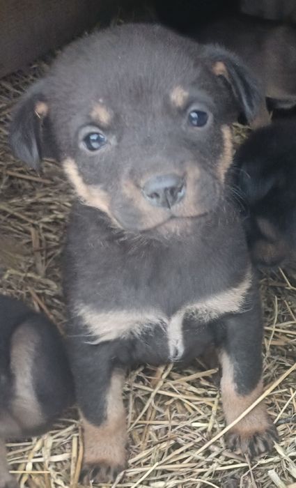 Щеночки малыши ищут своих мам пап