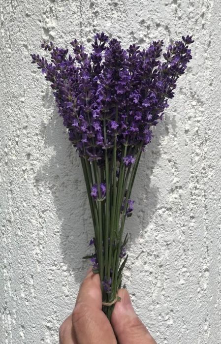 Букетики лаванды