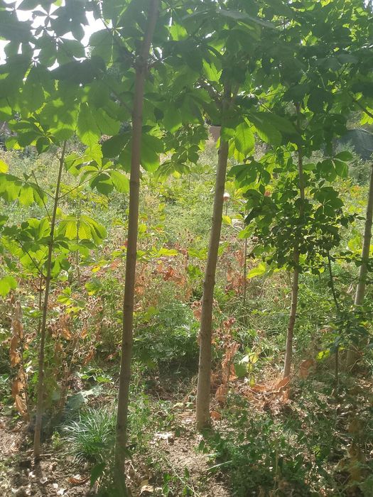 Kashtan daraxti ko'chatlari sotiladi