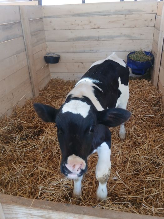 Se vinde 3 taurasi și 1 vitea