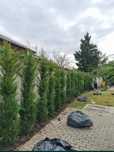. Oferta sezonului! Leylandii la balot – livrare rapidă