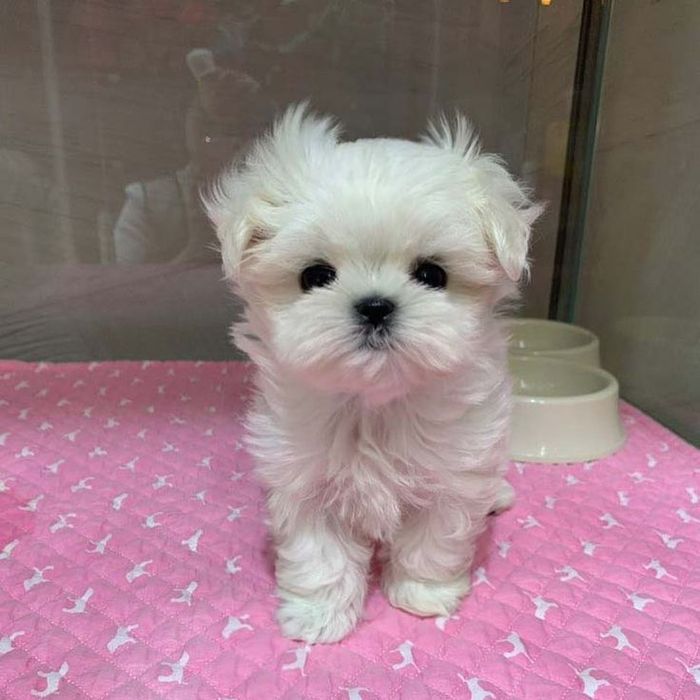 Bichon maltez mini toy
