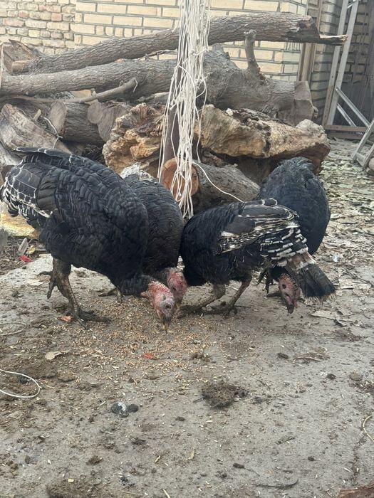 Курка сотилади  4 та