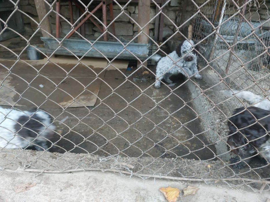 Мъжки Кученца Лагото