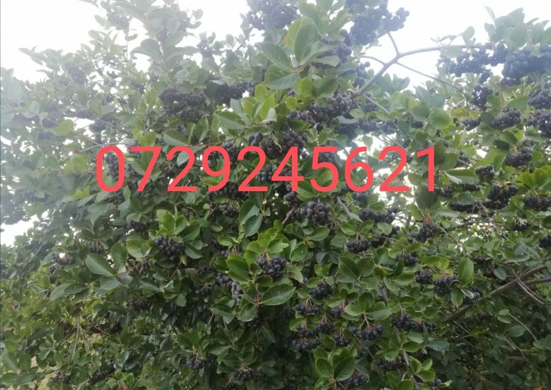 Aronia nero în vârstă de 3 ani