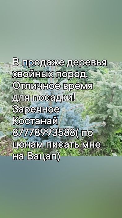 Ели сибирские и голубые
