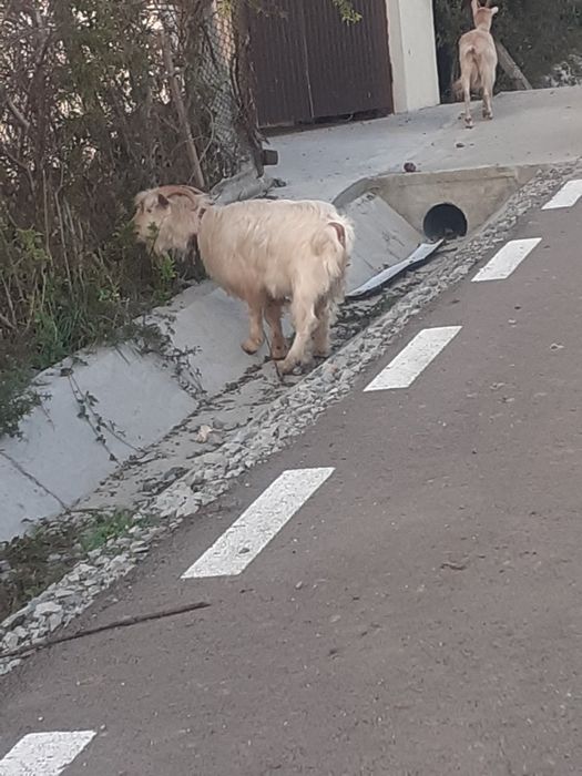 Vând țap bun  de 2 ani