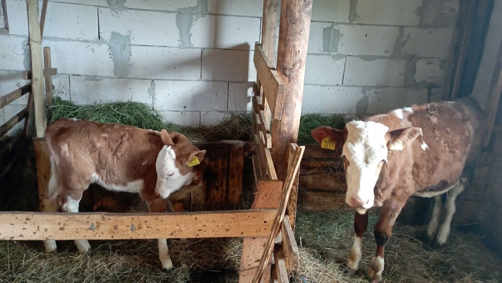 Vând junici la prima fătare și vitei înțărcați