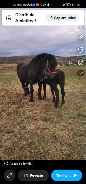 Vand manz negru deosebit !