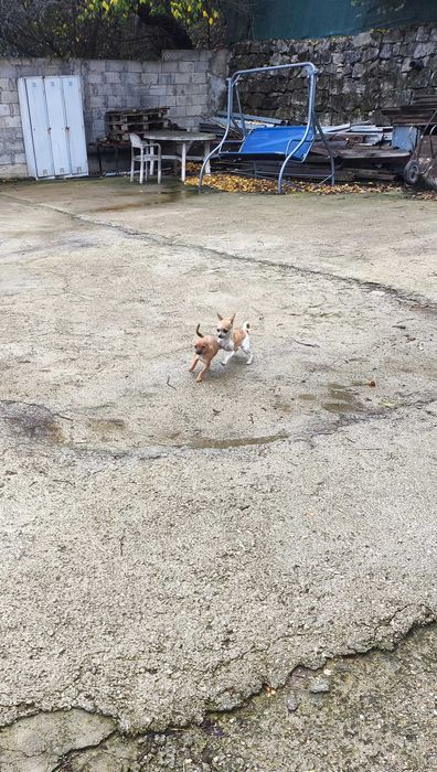 Продавам кучета Чихуахуа