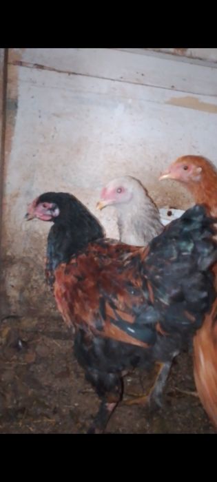 Продам либо обмен на корм