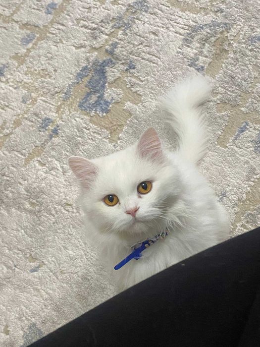 Вязка Турецкий Ангора I Нам надо Невесту