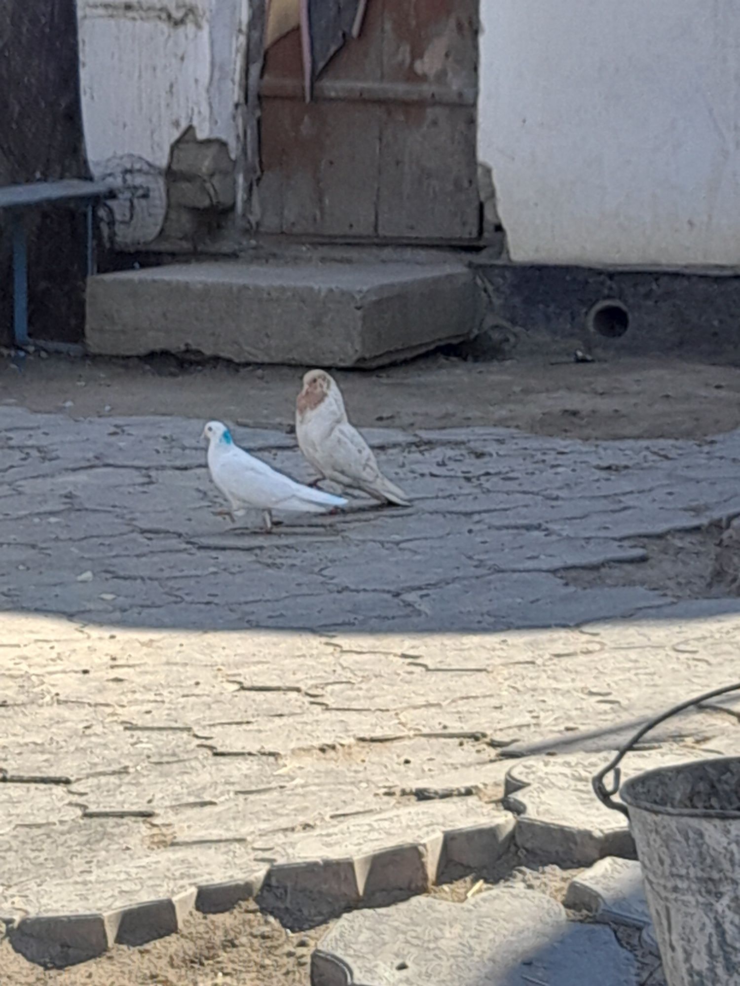 Голобы на выпускной и на свадьбу разные