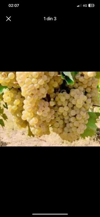 Struguri de vin livram la domiciliu transport gratuit avem toate soiur