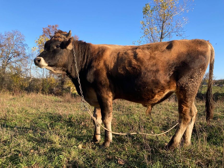 Taur Jersey- 100% rasă pură, ideal prentru reproducție