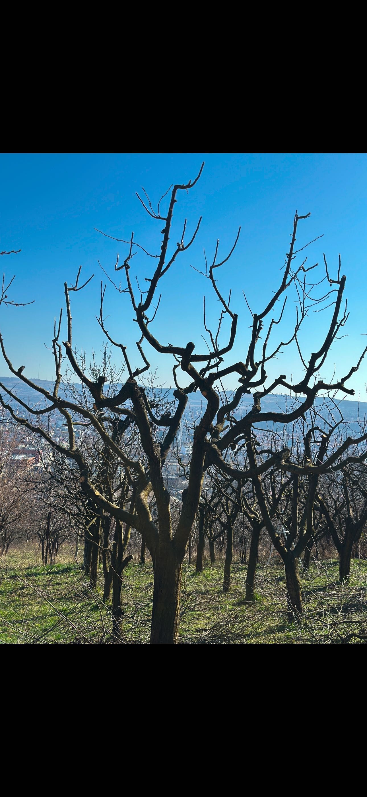 Amenajez/intretin spatii verzi, toaletez, plantez