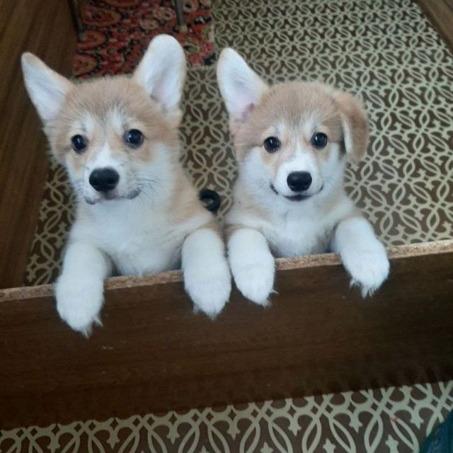 Щенки Вельш Корги Пемброк