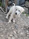 Căței Labrador - Spre ADOPȚIE