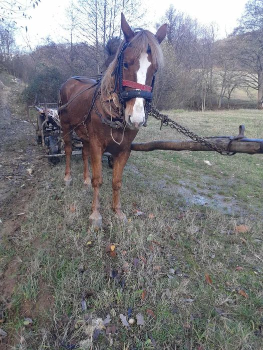 Cal castrat de vânzare..