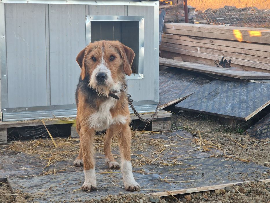 Ловно куче барак