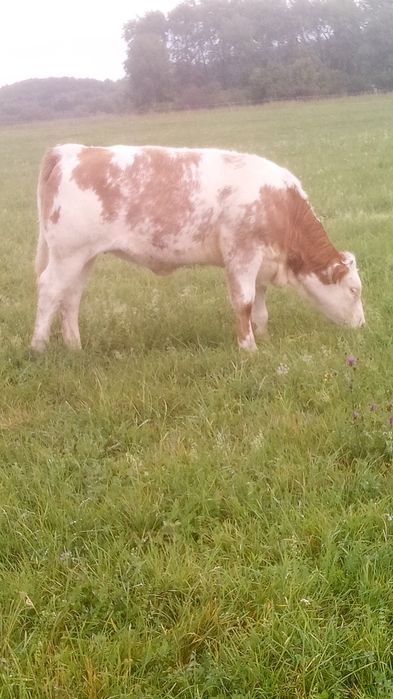 Juninci de vanzare 6bc intre 150 sí 250 kg 20ron