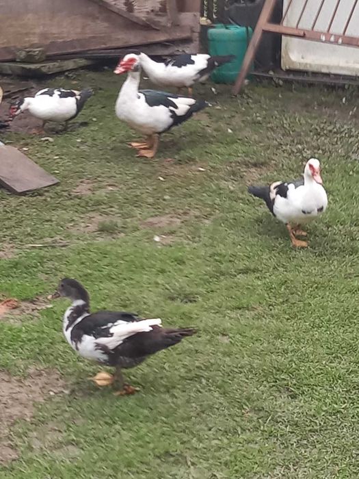 Rate Lesesti  tinere