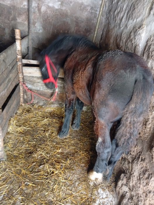 Mânz de 4 luni de vanzare