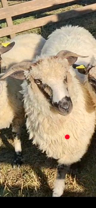 Oaie cu mieluță Disponibilă sau Schimb