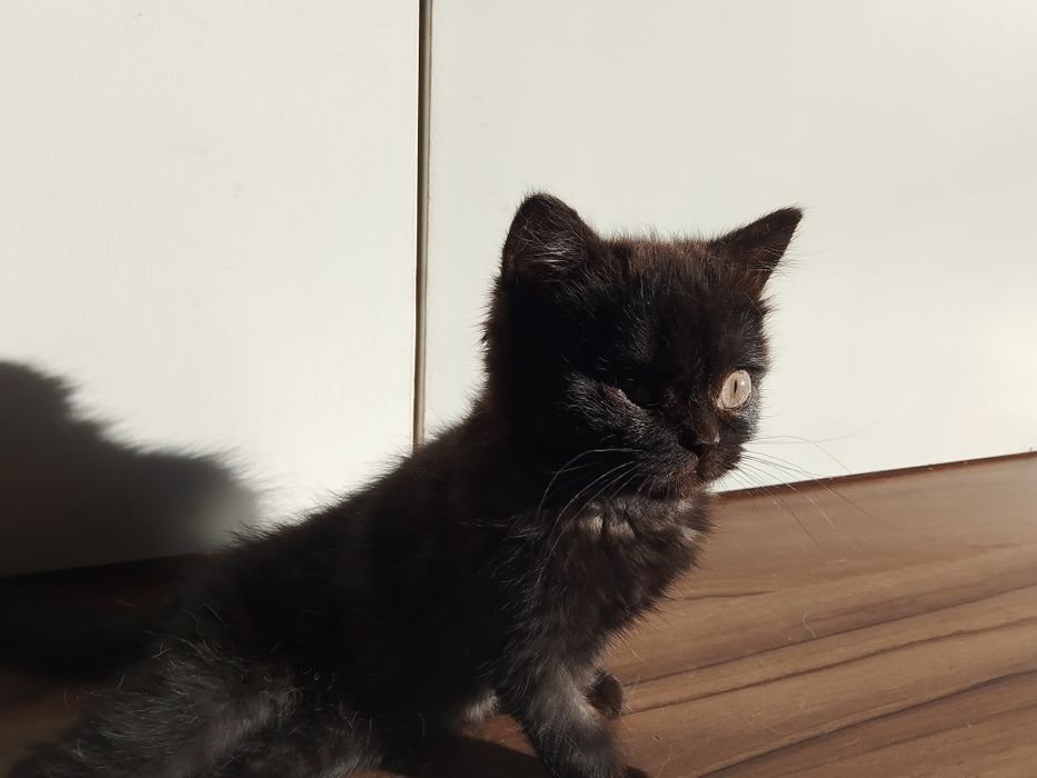 Отдам девочку британку чёрного окраса.