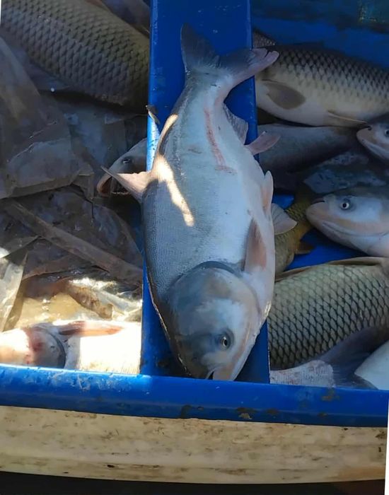 Продавам толстолоб 3 лв. кг.