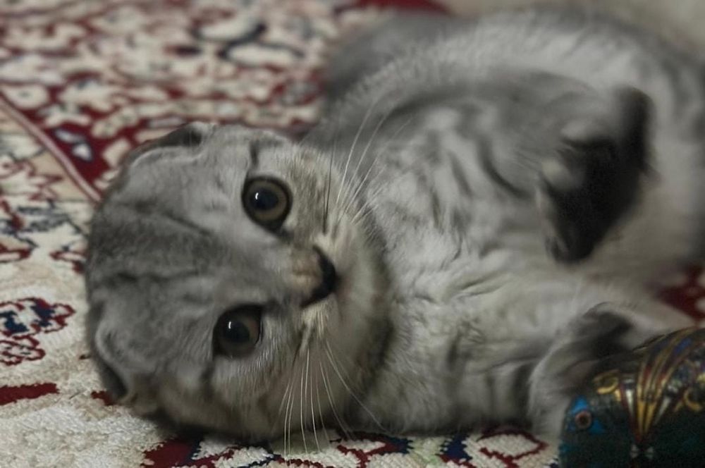 Котёнок шотландськая вислолухая