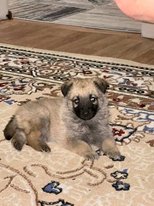 Отдадим щенка в хорошие руки