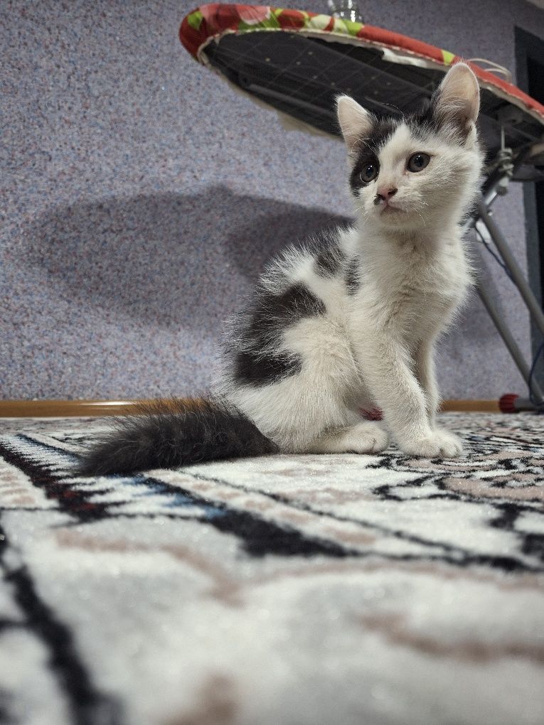 Отдам котёночка.