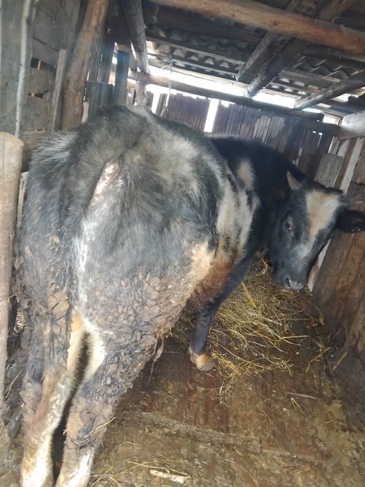 Vând vitel de 10 luni