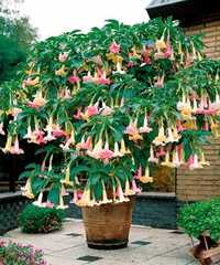 Trompeta ingerilor(brugmansia arborea)