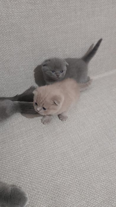 Котята ждут доброго хозяина