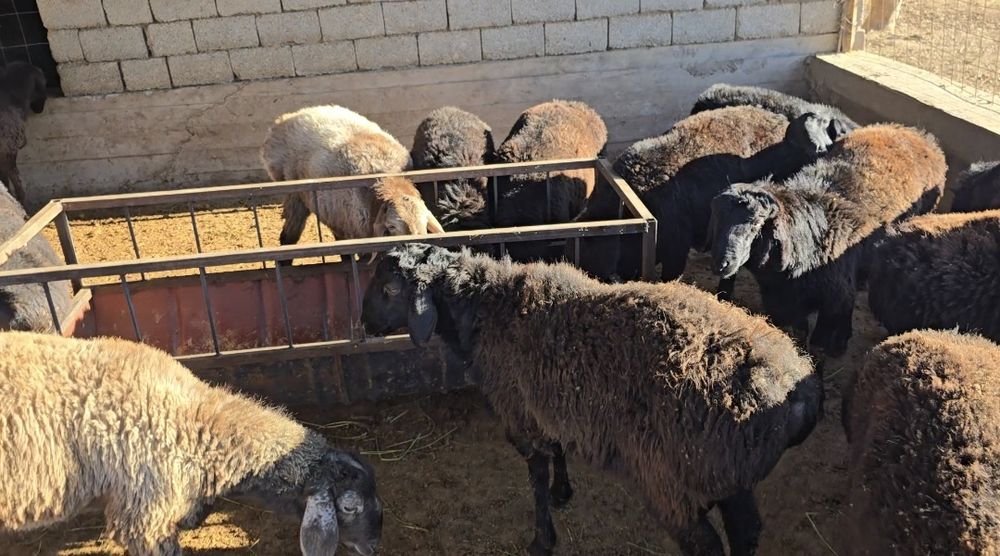 Бордақы қошқар бар