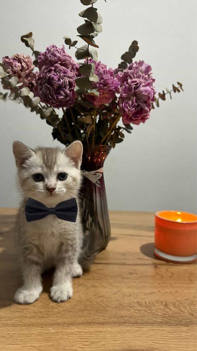 Кот шотландский прямоуха