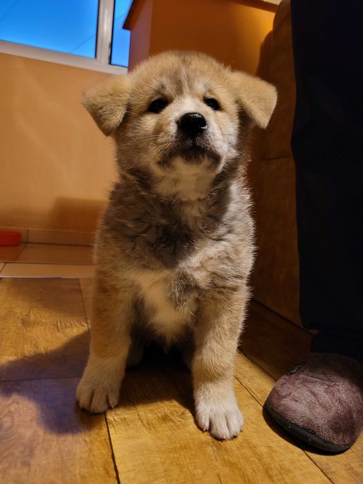 Продавам японска Акита ину