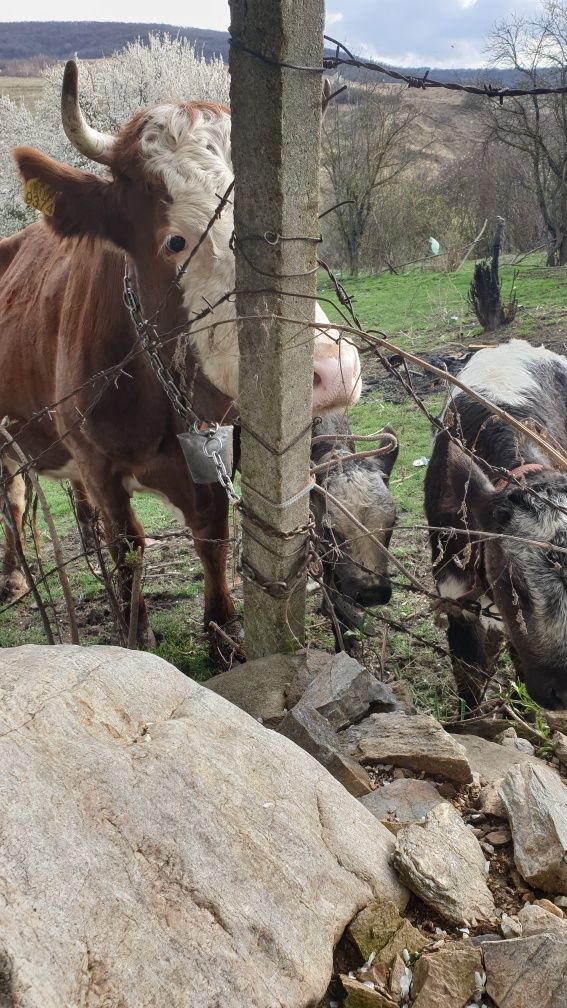 Vând vaci cu viței după ele șase viței