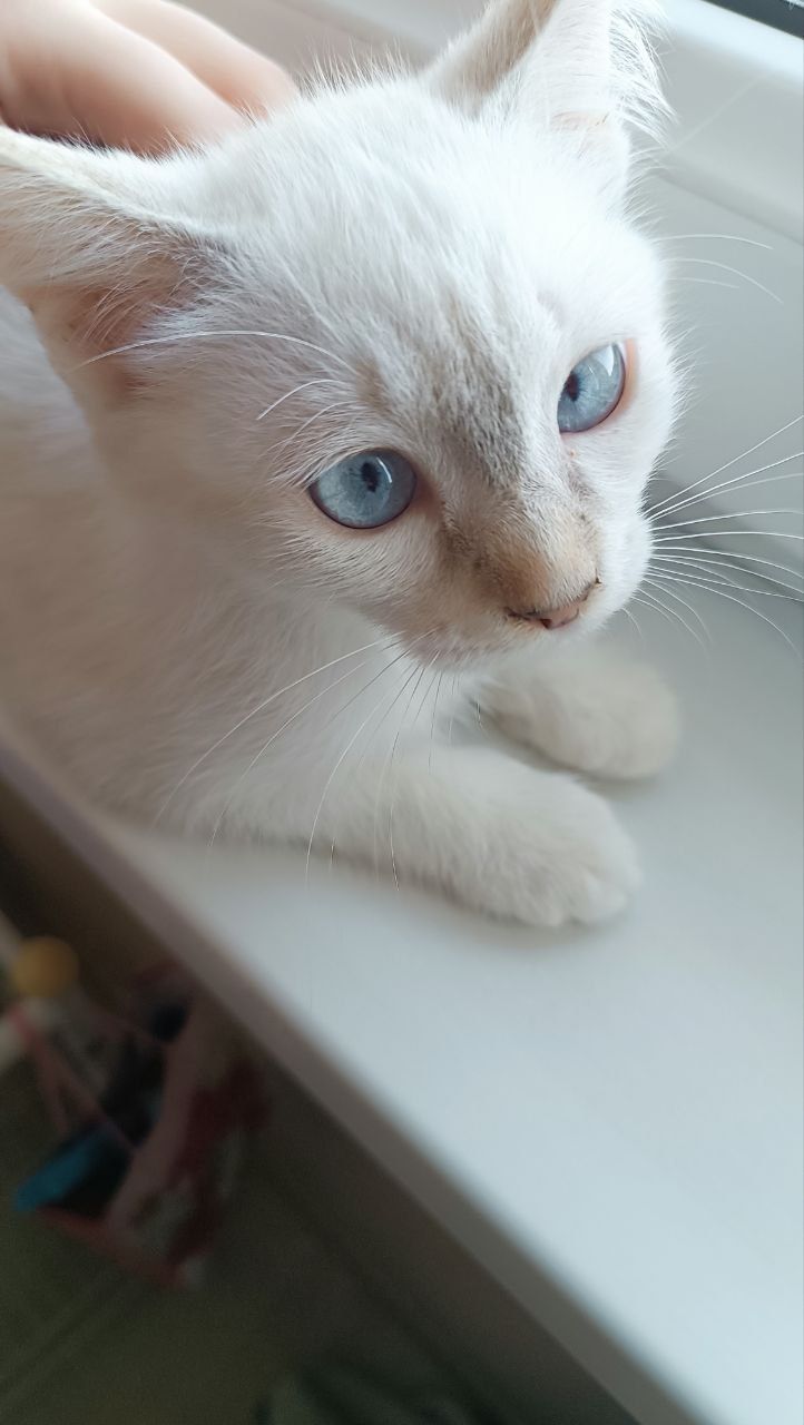 Кошечка, около двух месяцев.Mushukcha, taxminan ikki oylik.