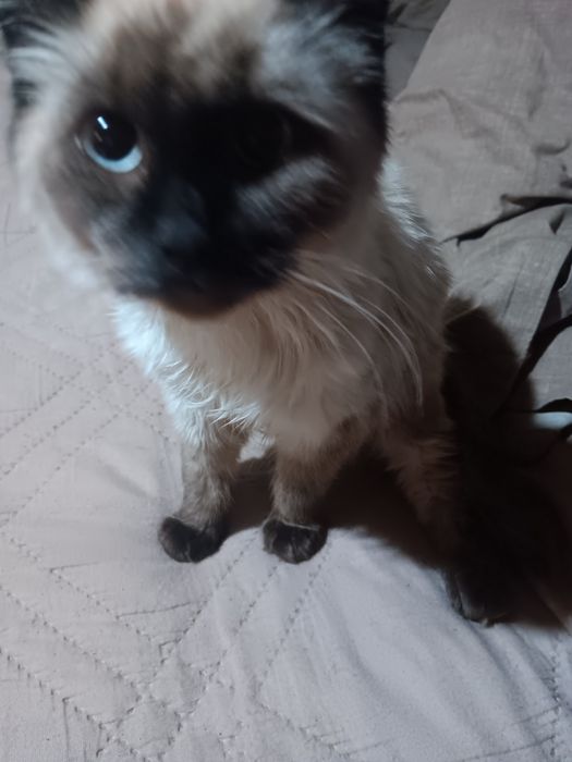 Породисти мъжки котки