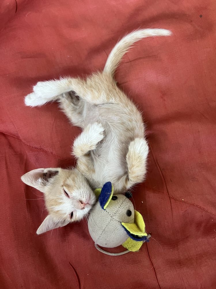 Милые  игривые котята